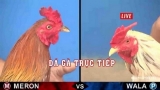 Hướng dẫn các bước chơi đá gà trực tiếp Thomo một cách chi tiết