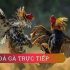 Hướng dẫn các bước chơi đá gà trực tiếp Thomo một cách chi tiết